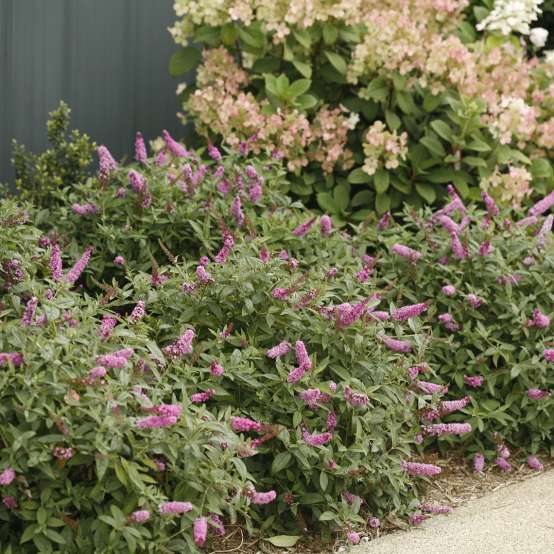 Mass planting of Lo & Behold Pink Micro Chip Buddleia with pink blooms near Hydrangea paniculata